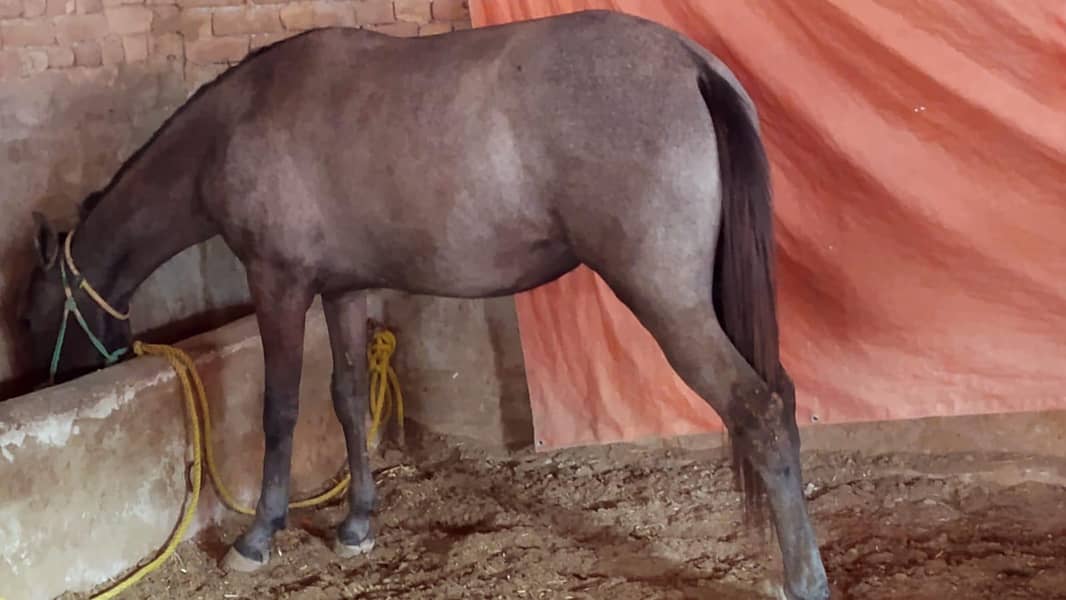 مارخور بلڈ لائن وچہری 2