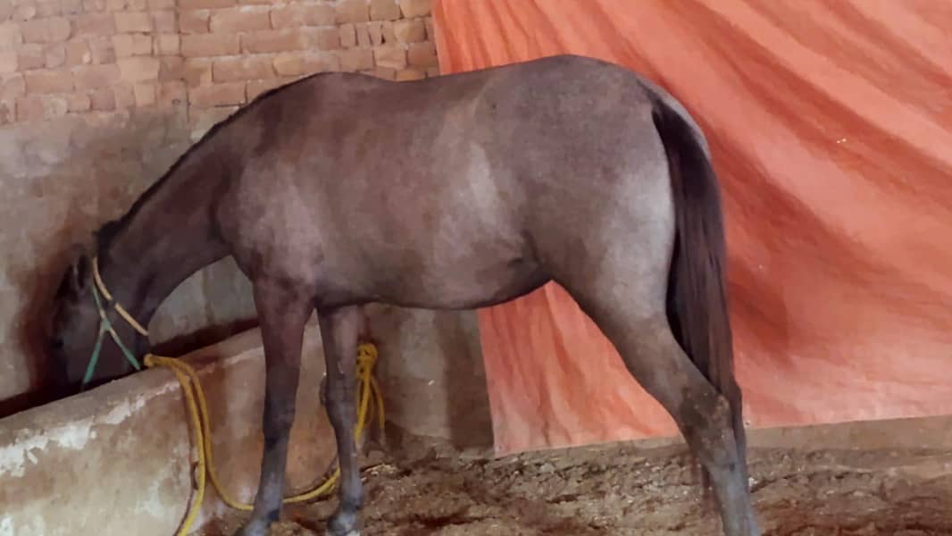 مارخور بلڈ لائن وچہری 3