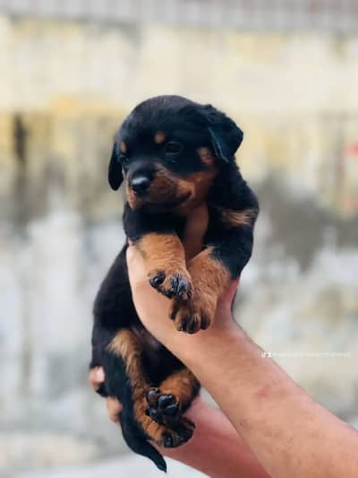 Rottweiler non ped female puppy