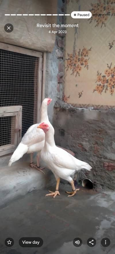 ASEEL Chikes for sale