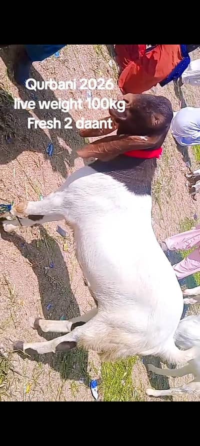 Palai wala 2 daant khassi 100kg live