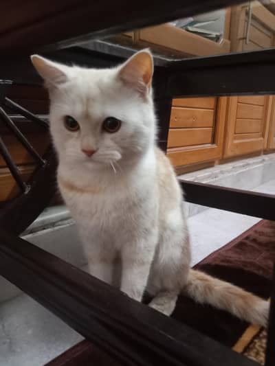 Cute Double Coated Persian Cat Loving and Playful. Litter Trained