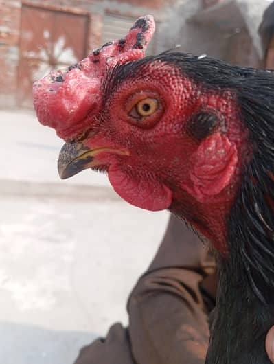 very active murga ha