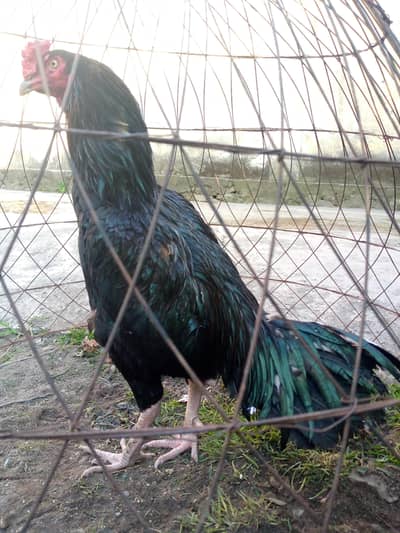 King mushka and Heera