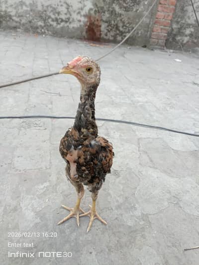 aseel patha for sale with pinjara