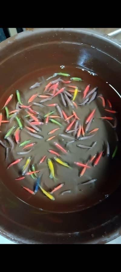 colour tetras, goldfish, oscars, betta fish, crimson tide cichlid