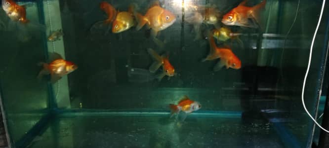 goldfish, oscars, betta fish,