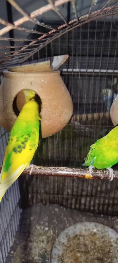 Austalian Budgie