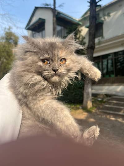 Persian Doll face Smoky Grey Kitten