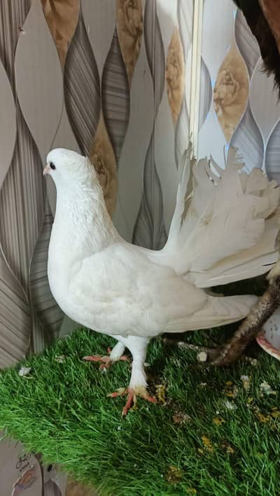 laka pigeon for sale 03154081794