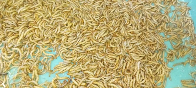 Premium Live Mealworms – High Protein Feed for Fish & Birds