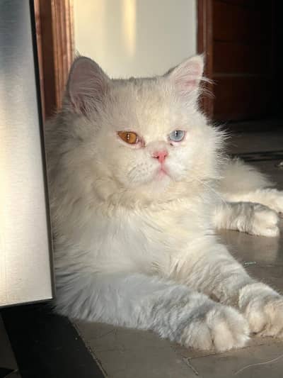 persian cat