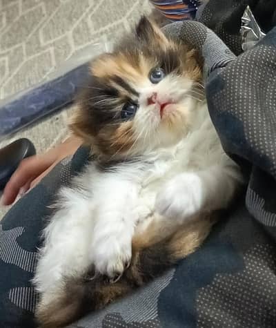 Persian kittens for sale
