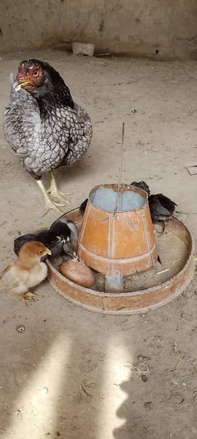 Aseel Chicks For Sale