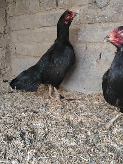 Kali mushki Madi whtsap 03361155620