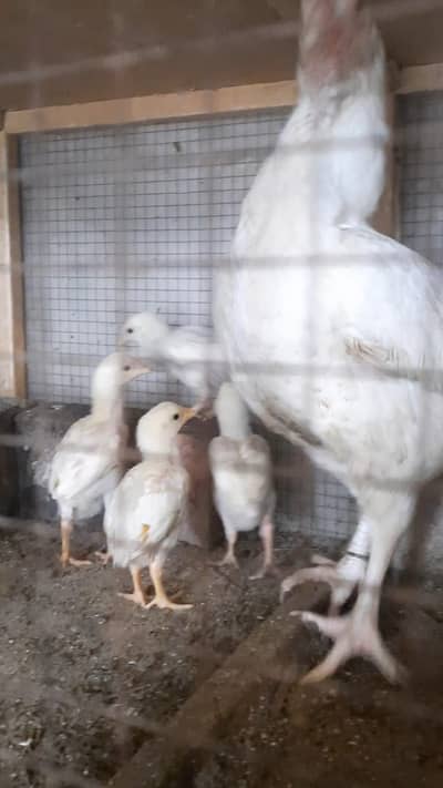 Heera Quality chicks guaranty white breed 1 month age 2000 per piece