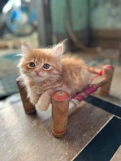 donon Mel hai 03008907665