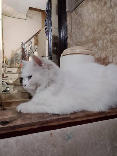 Persian female cat