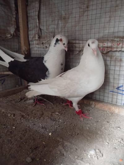 fancy piejon 1 breeder pair exchange possible