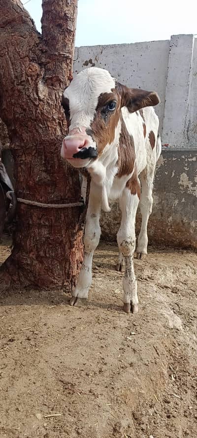 ablak pick nose cow baba