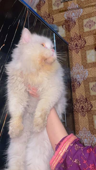 Stud Male cat Healthy and active