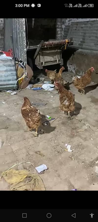 loman hens