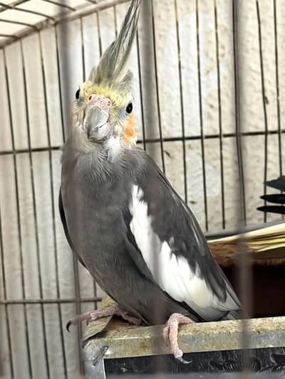 Two pair of cockatiels