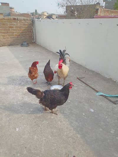 golden misri eggs lying hens with rooster