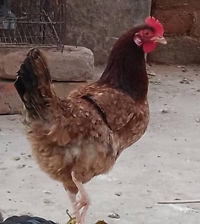 golden misri eggs lying hens with rooster