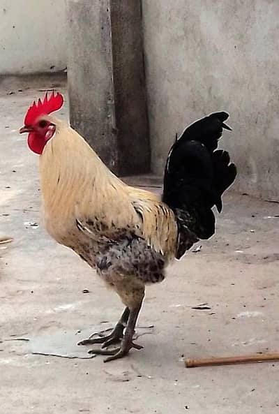 golden misri rooster