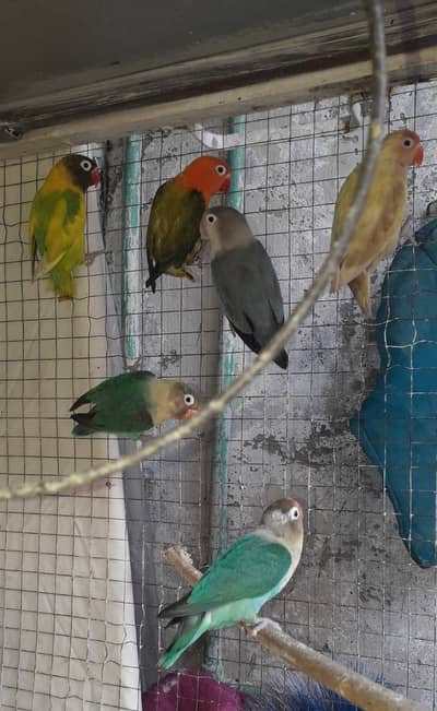 03 Pair Breeder Very Beautiful color Lovebirds