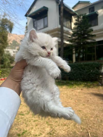 Beautiful Persian White Kitten Tripple coated
