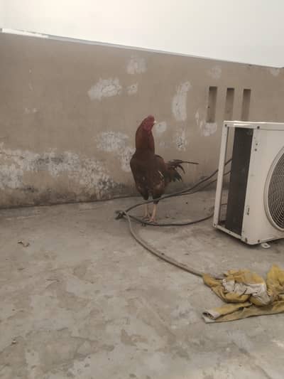 high quality females and males and checks for sale 03289486199