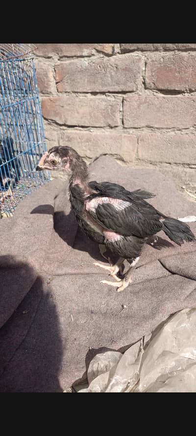 thai bangaml chicks for sale 0301/4422/538