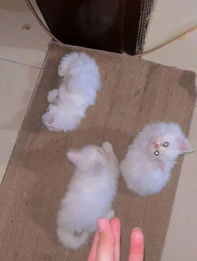 Persian female kitten for sale My WhatsApp number 03 25 022 67 56