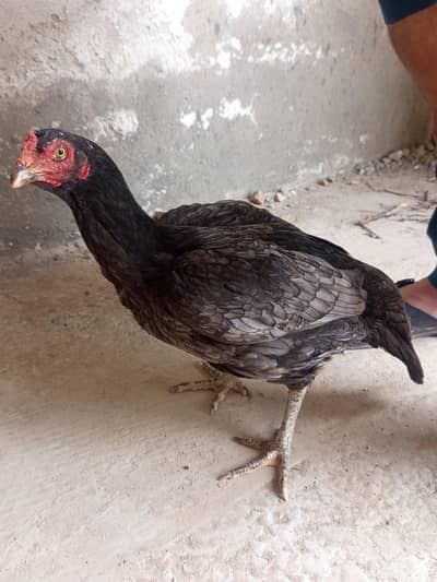 kuruk lasani urgent for sale