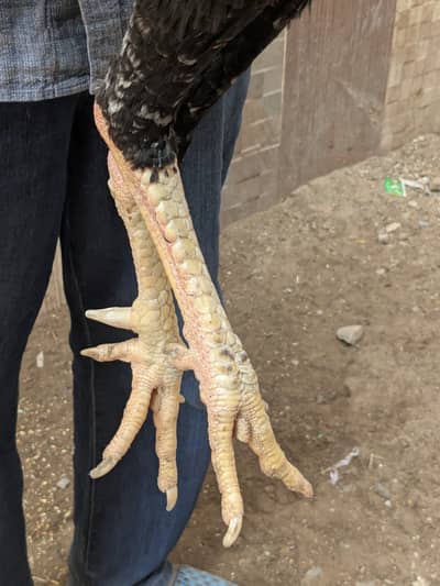 japanese shamo high quality