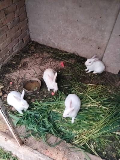 2 pair of breeder rabbits one pair giving birth in 1 week