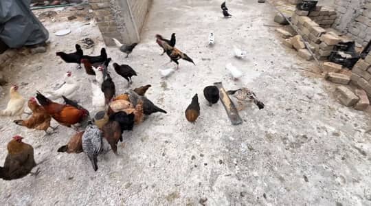 For sale female Austrolop Also Avail Egg Layer