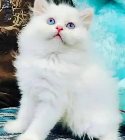Persian female kitten for sale My WhatsApp number 03 25 022 67 56
