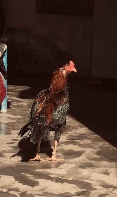 Lakha phata full kari bazz murga