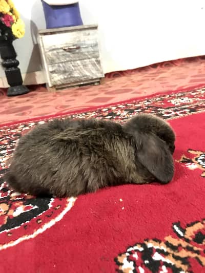 Holland loop rabbits