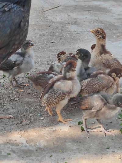 aseel murgi chicks  Hy big size murgi hens