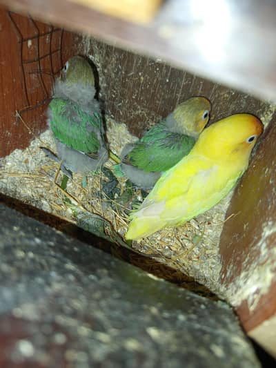 love birds ke sat 2 baby