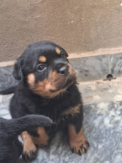 Rottweiler puppies up for new home