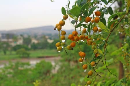 Ideal Prime Location Park facing Residential Plot For sale In Naya Nazimabad - Block D