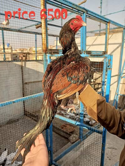 pure Aseel mourgy rampuri