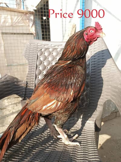 pure Aseel mourgy rampuri