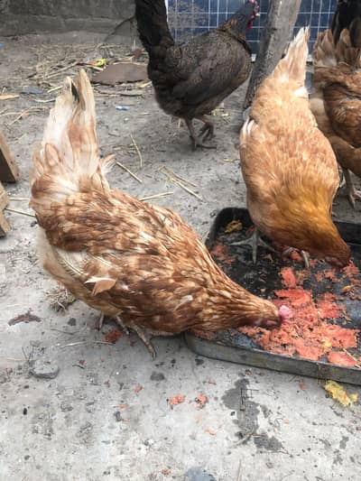 Desi egg laying hens