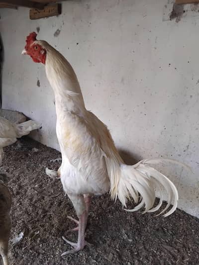 Aseel hera nasal ka murga